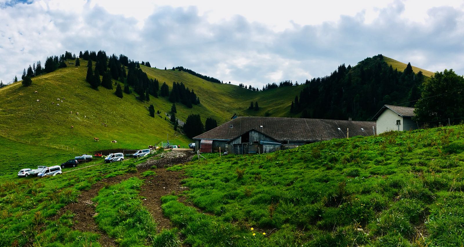 Sécheresse: l'armée intervient pour abreuver les vaches dans les alpages vaudois